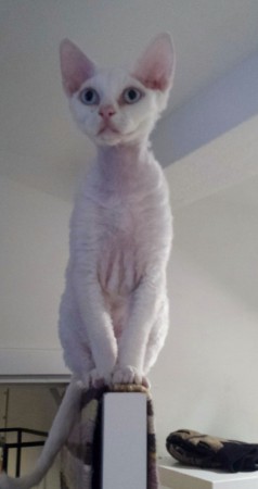 Lödder på dörrkarm!